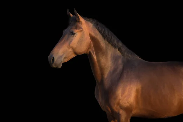 Een Bruin Paard Tegen Zwarte Achtergrond — Stockfoto