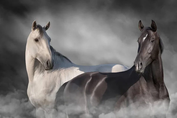 Cavalo Preto Branco Fechar Retrato Poeira — Fotografia de Stock