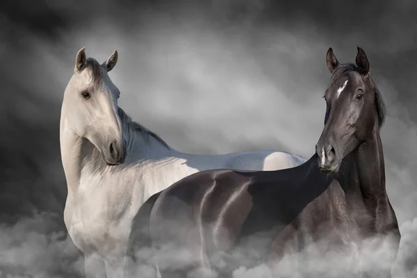 Cheval Noir Blanc Portrait Rapproché Dans Poussière — Photo