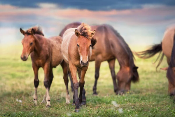 Efectivo Cavalos Pastagens Verão Montanha Carpatian — Fotografia de Stock