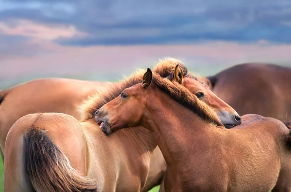 Foals Manada Contra Fondo Del Cielo —  Fotos de Stock