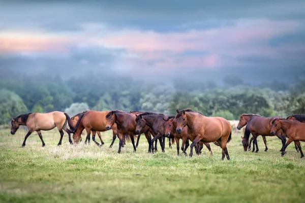 Efectivo Cavalos Pastagens Verão Montanha Carpatian — Fotografia de Stock