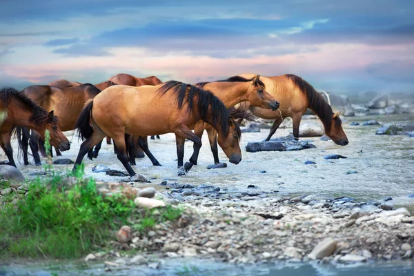 Konie Piją Rzece — Zdjęcie stockowe