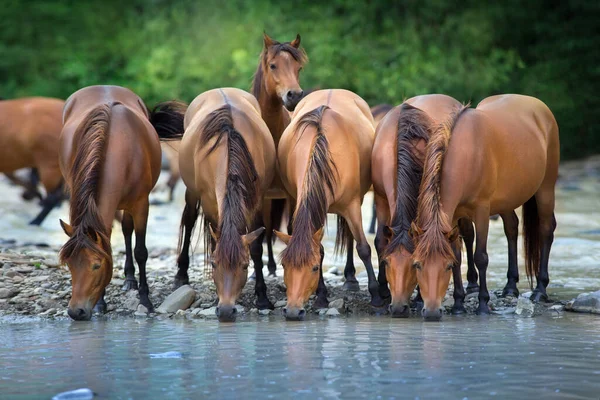 Cavalos Bebem Rio Montanha — Fotografia de Stock