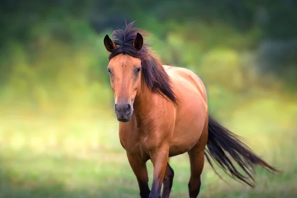 Bay Mare Zbliżenie Portret Ruchu — Zdjęcie stockowe