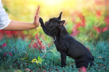Bir Fransız bulldog portresini sahibine ver.