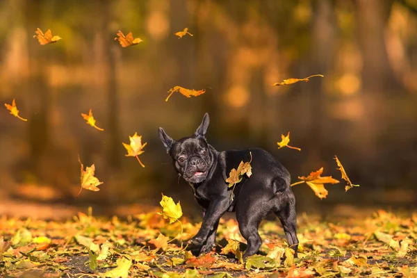 Francouzský Buldok Hrát Listy Západu Slunce — Stock fotografie