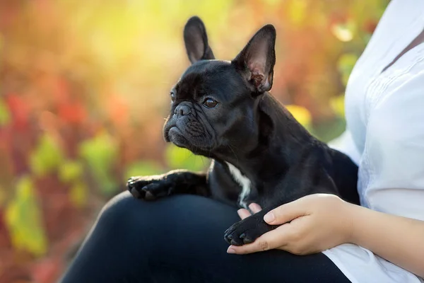 Photo Young Girl Sitting Park His Canine Dog Stock Image