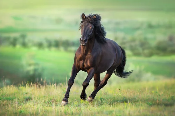 Black Horse Free Run Gallop Medow — Stock Photo, Image
