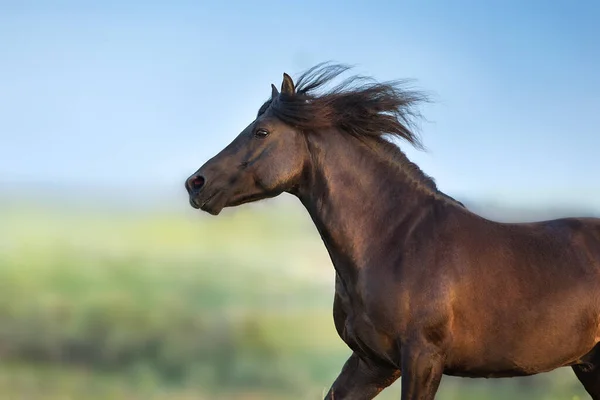 Caballo Negro Galope Libre Medow — Foto de Stock