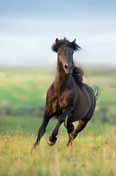 Cavallo Nero Galoppo Corsa Libera Medow — Foto Stock