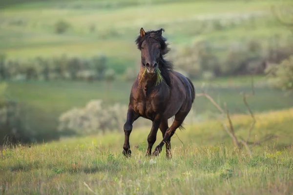 Black Horse Free Run Gallop Medow Stock Image