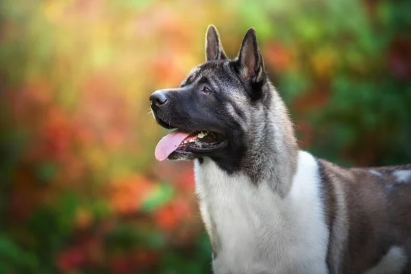 American Akita Dog Close Portrait Fall Park — Stock Photo, Image