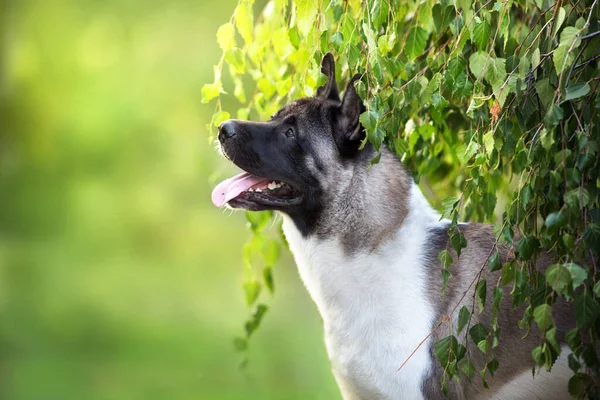 American Akita Close Portrait Green Park — Stock Photo, Image