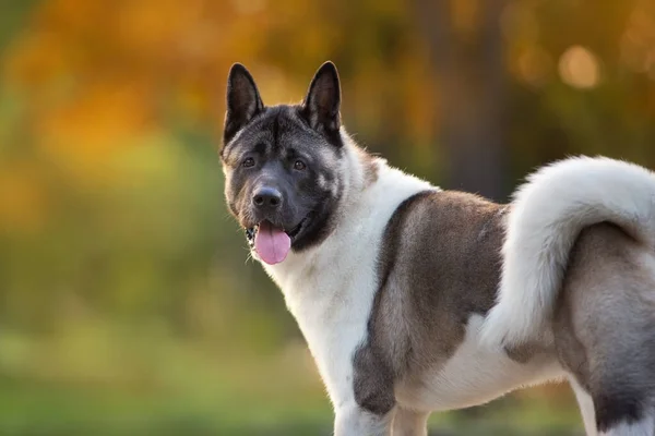 Amerikansk Akita Hund Närbild Porträtt Höstparken — Stockfoto