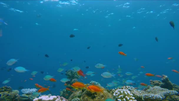 Bord de récif corallien animé avec beaucoup de poissons colorés — Video