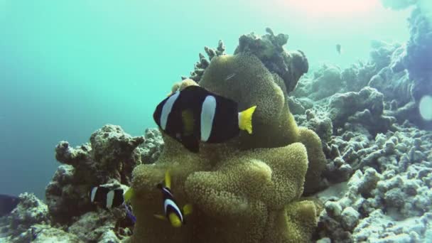 En familj av clownfisk kring deras vackra anemone — Stockvideo