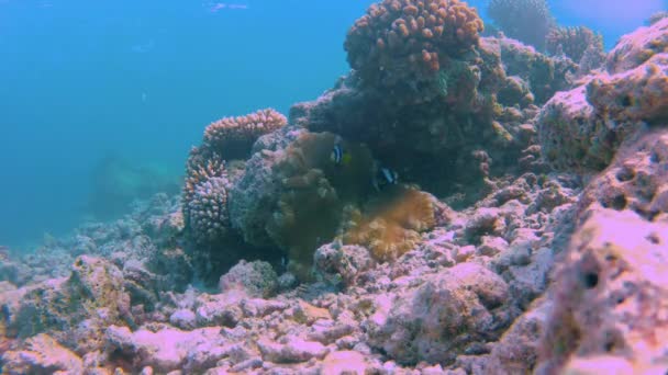 Clownfische und ihre Anemone im Zeitraffer an einem Korallenriff — Stockvideo