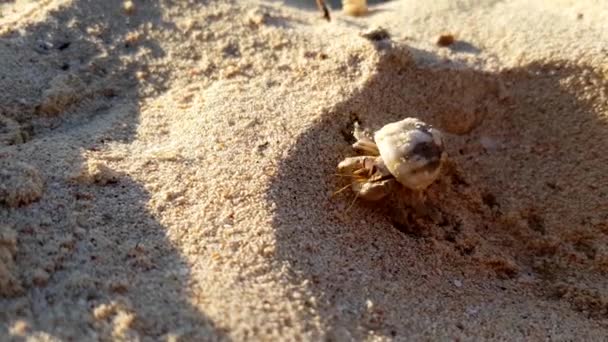 Krab poustevník lezení písečných dun na egyptské pláži — Stock video
