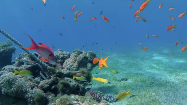 Маленький рифовый оазис на широком лугу морской травы с большим количеством разноцветной рыбы — стоковое видео