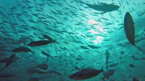 Fusiliers ve mackerels ışık sular altında okyanusa büyük okullar — Stok video