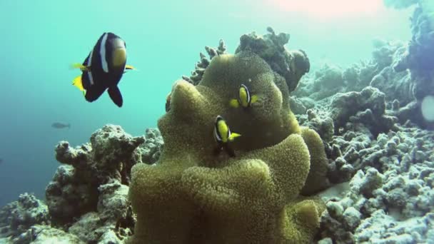 Payaso rodeando su hermosa anémona en un arrecife de coral islas — Vídeo de stock