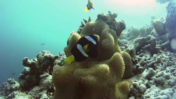 Clownfische umgeben ihre schöne Anemone in der Nähe eines Korallenriffs — Stockvideo