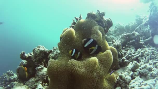 Maldives Anemonefish verbergen in hun heldere oranje anemone — Stockvideo