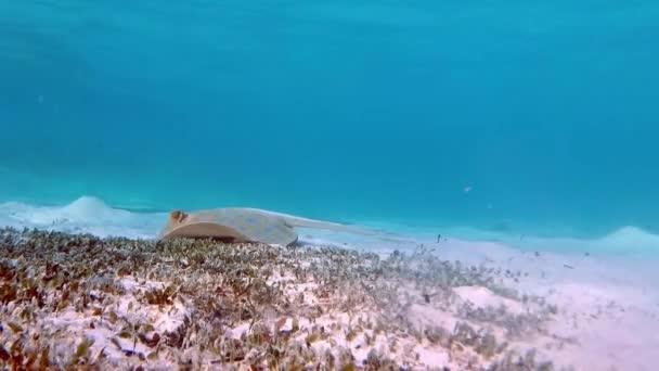 Bluespotted ribbontail ray op zoek naar voedsel op een weide van zeewier — Stockvideo