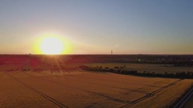 Altın güneş ışığı aşağı gidiş buğday alanında havadan görünümü