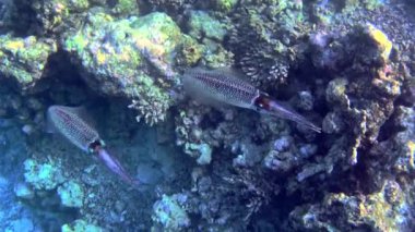 Bir mercan kayalığı yanındaki mürekkep grubu