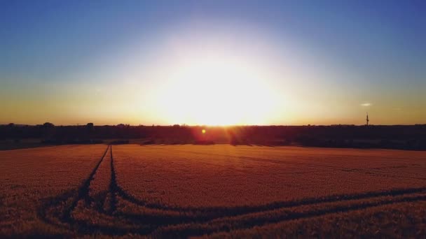 Letecký pohled na pšeničné pole ve zlatém slunečním světle — Stock video