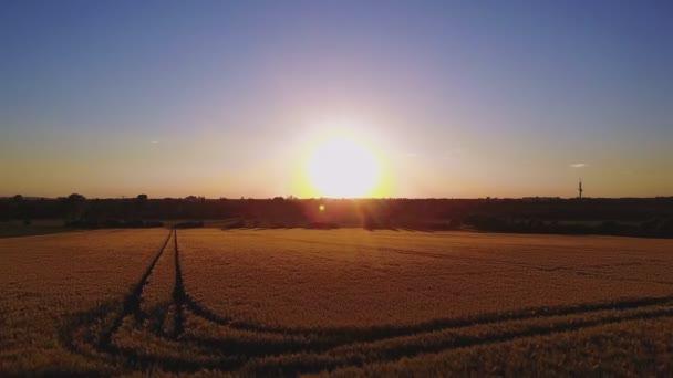 Widok z lotu ptaka pola pszenicy w złoty światło słoneczne — Wideo stockowe
