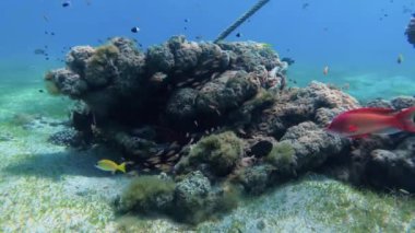 Bir sürü renkli balık ile geniş deniz çimen çayır küçük resif vaha