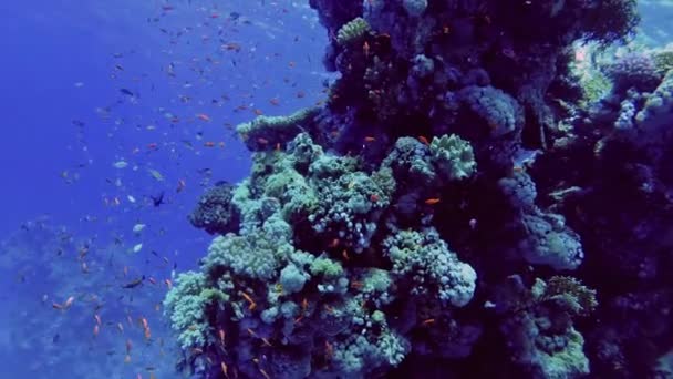 화려한 산호 산 물고기의 떼 있는 곳으로 — 비디오