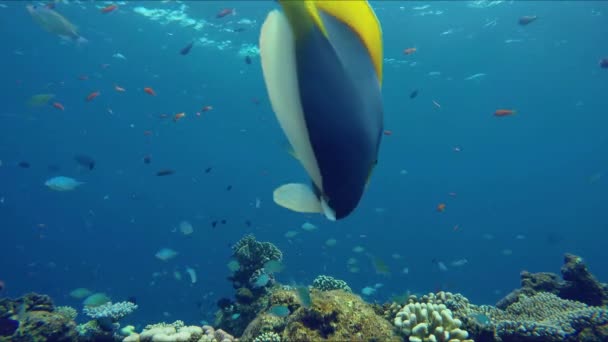 Levendige kleurrijke koraal rif in de buurt van een Maldivische eiland — Stockvideo