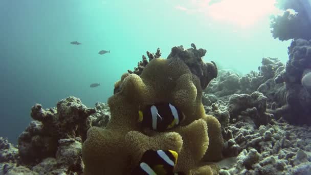 Clownfische schwimmen um eine schöne Anemone — Stockvideo