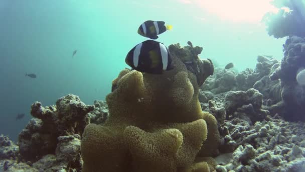 Clownfish, otaczających ich piękne anemone — Wideo stockowe