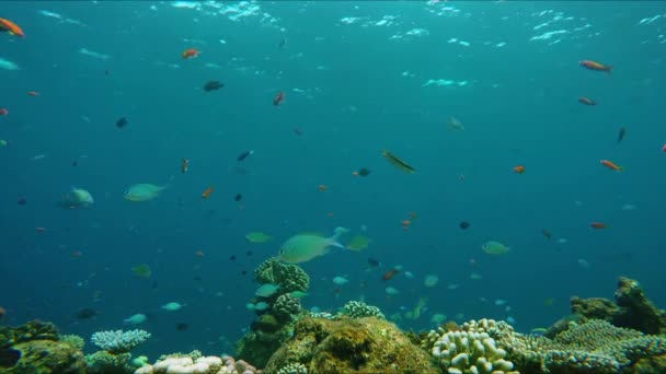 Récif corallien animé et coloré près d'une île maldivienne — Video