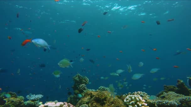 Pequeños peces coloridos sobre un arrecife colorido — Vídeo de stock