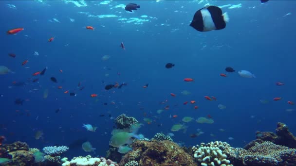 Pequeños peces coloridos sobre un arrecife colorido — Vídeo de stock