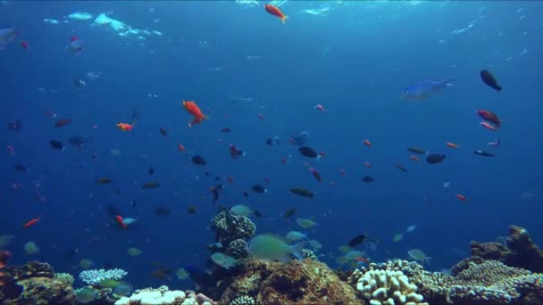 Lively coral reef teeming with life — Stock Video