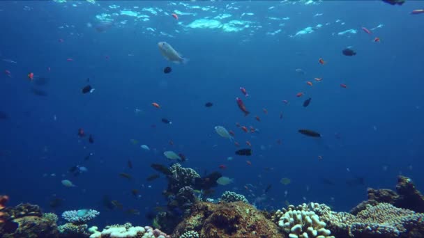 たくさんのカラフルな魚と活気のあるサンゴ礁エッジ — ストック動画