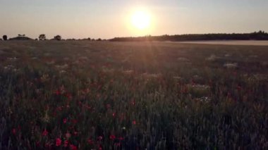 Bir sürü çiçek içindeki ile tahıl alanının üstündeki hava uçuş kapatın
