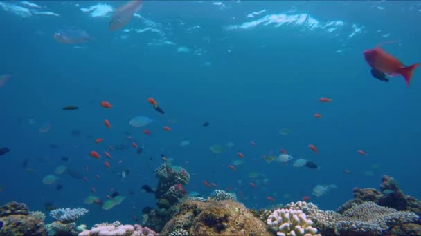 Kleine kleurrijke vissen boven een kleurrijke rif — Stockvideo