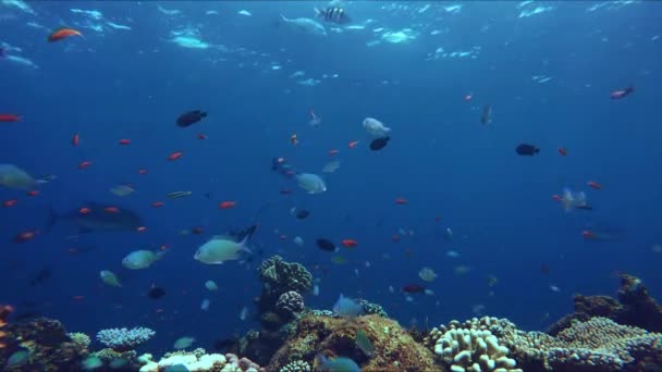 Recife de coral animado repleto de vida — Vídeo de Stock