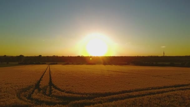 Flygfoto över ett vetefält i gyllene solljus - flygande mot solen — Stockvideo