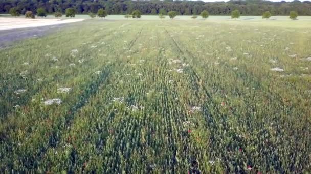 Закрити повітряний політ над зерновим полем з великою кількістю квітів в ньому — стокове відео