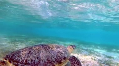Kaplumbağa Chelonia mydas bir yosun çayır Yüzme