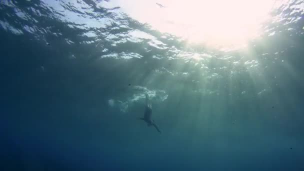 Snorkeling girl swimming through the light-flooded ocean — Stock Video